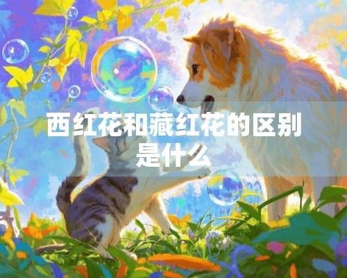 西红花和藏红花的区别是什么