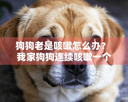 狗狗老是咳嗽怎么办？ 我家狗狗连续咳嗽一个月了，吃了消炎药感冒药都没有用。