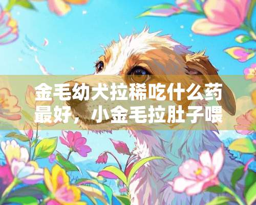 金毛幼犬拉稀吃什么药最好，小金毛拉肚子喂什么药？