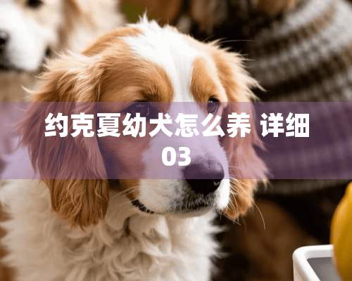 约克夏幼犬怎么养 详细03