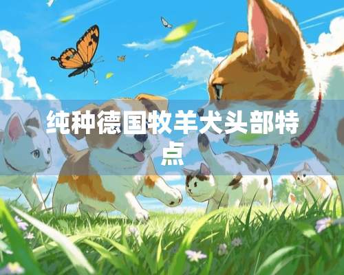 纯种德国牧羊犬头部特点