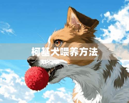 柯基犬喂养方法