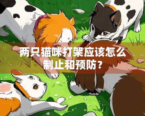 两只猫咪打架应该怎么制止和预防？