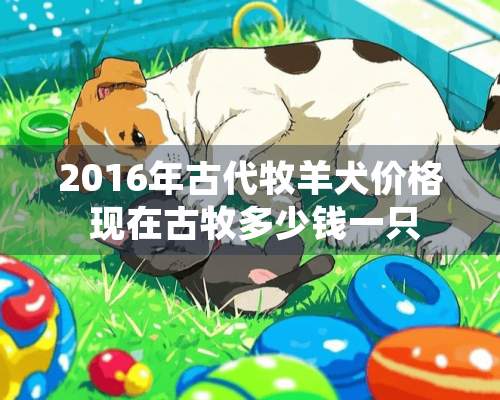 2016年古代牧羊犬价格 现在古牧多少钱一只