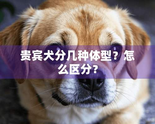 贵宾犬分几种体型？怎么区分？