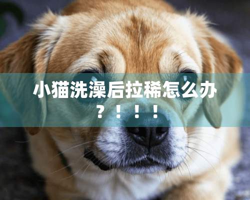 小猫洗澡后拉稀怎么办？！！！