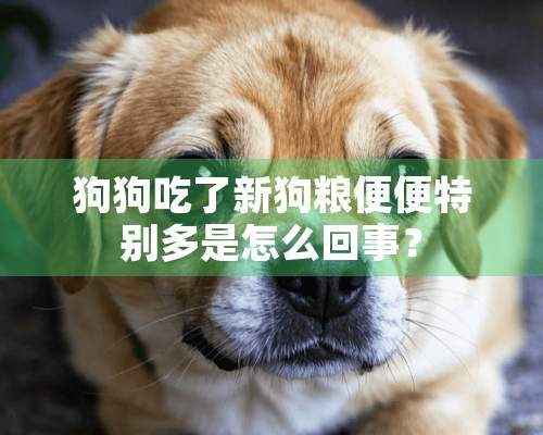 狗狗吃了新狗粮便便特别多是怎么回事？