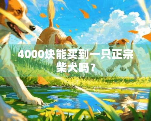 4000块能买到一只正宗柴犬吗？