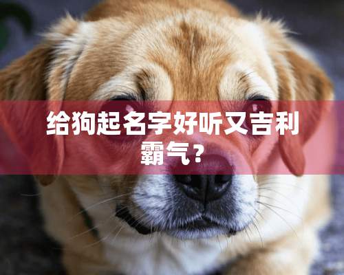 给狗起名字好听又吉利霸气？