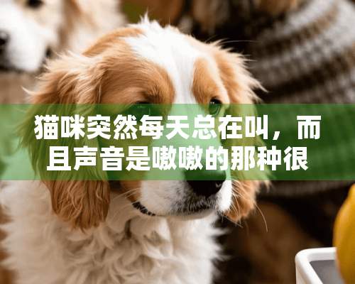 猫咪突然每天总在叫，而且声音是嗷嗷的那种很粗的叫声，是怎么回事？