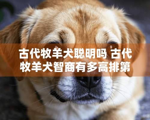 古代牧羊犬聪明吗 古代牧羊犬智商有多高排第几位