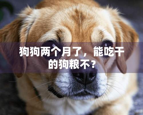 狗狗两个月了，能吃干的狗粮不？