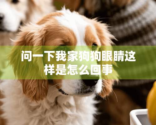 问一下我家狗狗眼睛这样是怎么回事