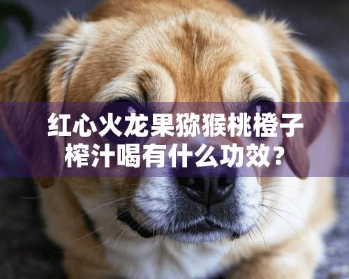 红心火龙果猕猴桃橙子榨汁喝有什么功效？