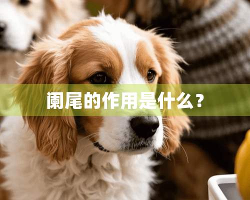 阑尾的作用是什么？