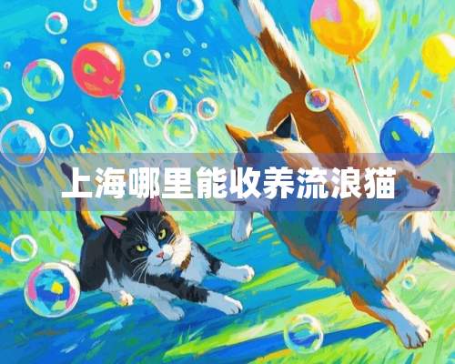 上海哪里能收养流浪猫