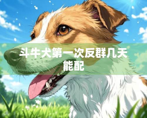 斗牛犬第一次反群几天能配