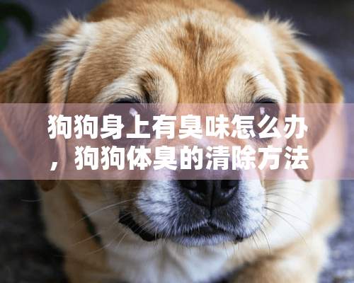 狗狗身上有臭味怎么办，狗狗体臭的清除方法