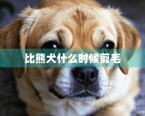 比熊犬什么时候剪毛