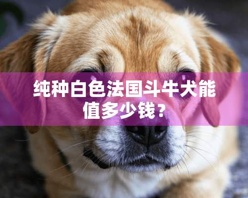 纯种白色法国斗牛犬能值多少钱？