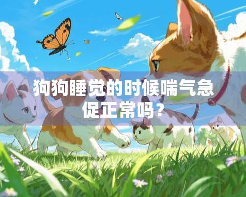 狗狗睡觉的时候喘气急促正常吗？