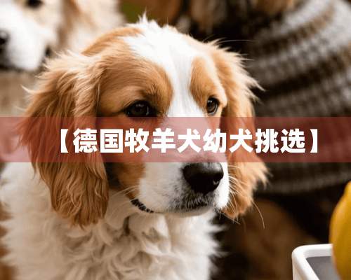 【德国牧羊犬幼犬挑选】