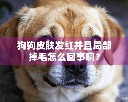 狗狗皮肤发红并且局部掉毛怎么回事啊？