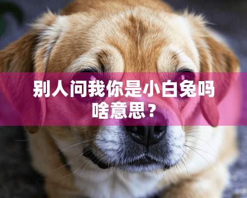 别人问我你是小白兔吗啥意思？