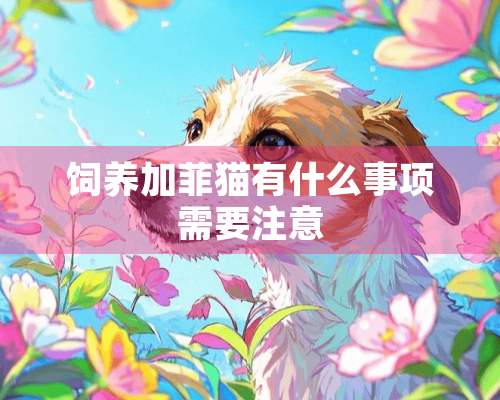 饲养加菲猫有什么事项需要注意