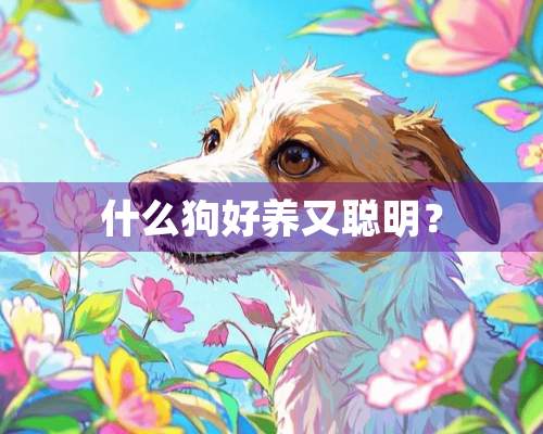 什么狗好养又聪明？