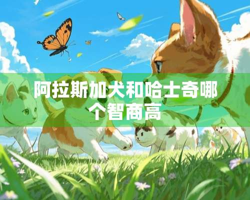 阿拉斯加犬和哈士奇哪个智商高