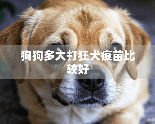 狗狗多大打狂犬疫苗比较好