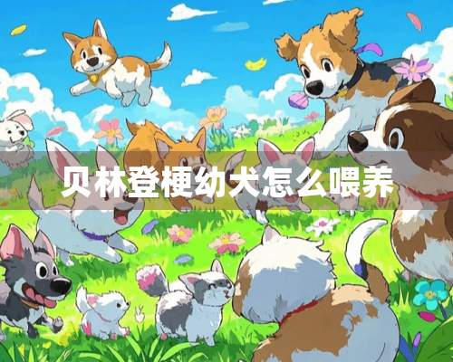 贝林登梗幼犬怎么喂养