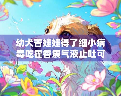 幼犬吉娃娃得了细小**吃霍香震气液止吐可以吗