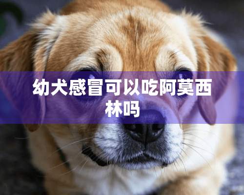 幼犬感冒可以吃阿莫西林吗