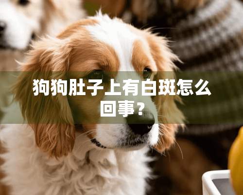 狗狗肚子上有白斑怎么回事？