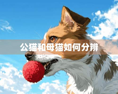 公猫和母猫如何分辨