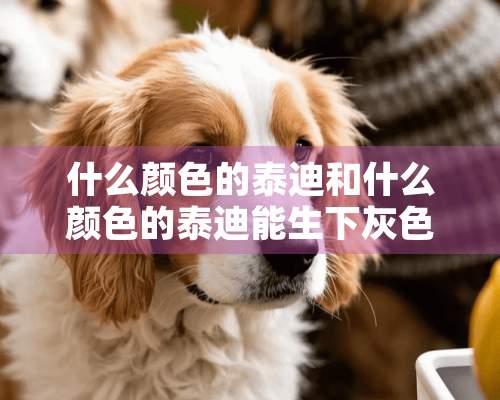 什么颜色的泰迪和什么颜色的泰迪能生下灰色泰迪犬