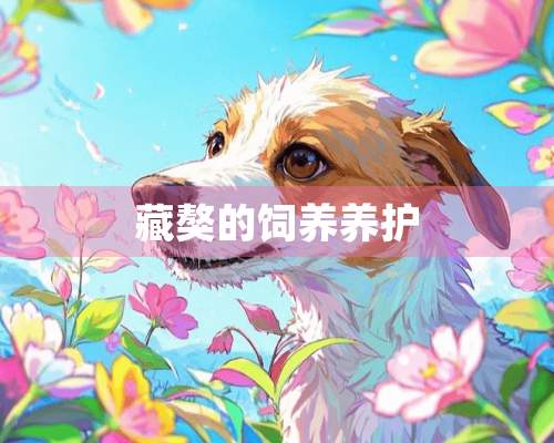 藏獒的饲养养护