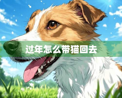 过年怎么带猫回去