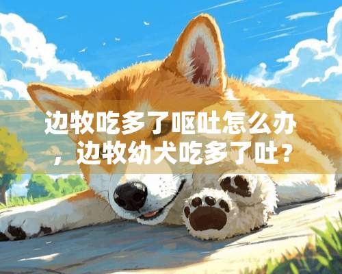 边牧吃多了呕吐怎么办，边牧幼犬吃多了吐？