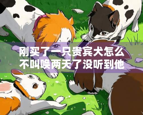 刚买了一只贵宾犬怎么不叫唤两天了没听到他叫唤一声