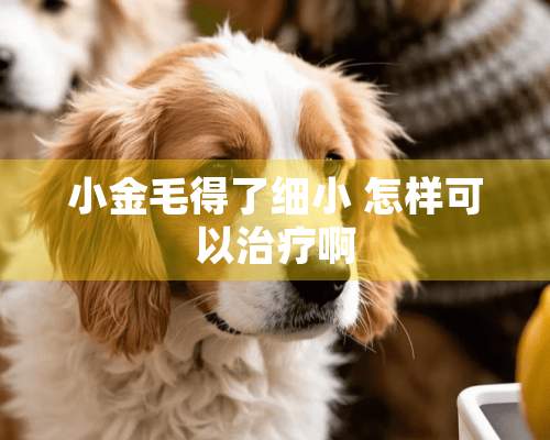 小金毛得了细小 怎样可以治疗啊