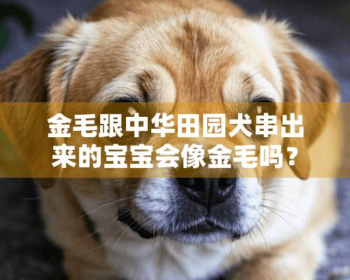 金毛跟中华田园犬串出来的宝宝会像金毛吗？