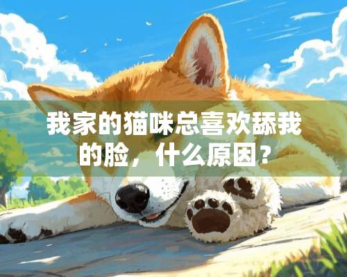 我家的猫咪总喜欢舔我的脸，什么原因？