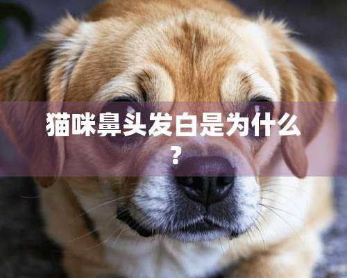 猫咪鼻头发白是为什么？