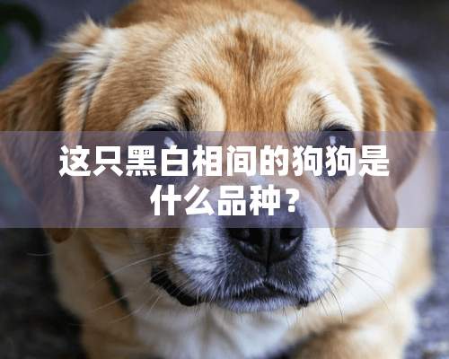 这只黑白相间的狗狗是什么品种？