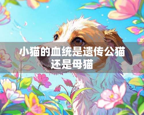 小猫的血统是遗传公猫还是母猫