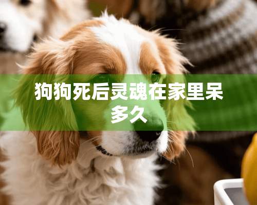 狗狗死后灵魂在家里呆多久