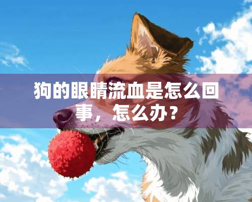 狗的眼睛流血是怎么回事，怎么办？